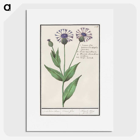 2-15_Anselmus-Boetius-de-Boodt_picture