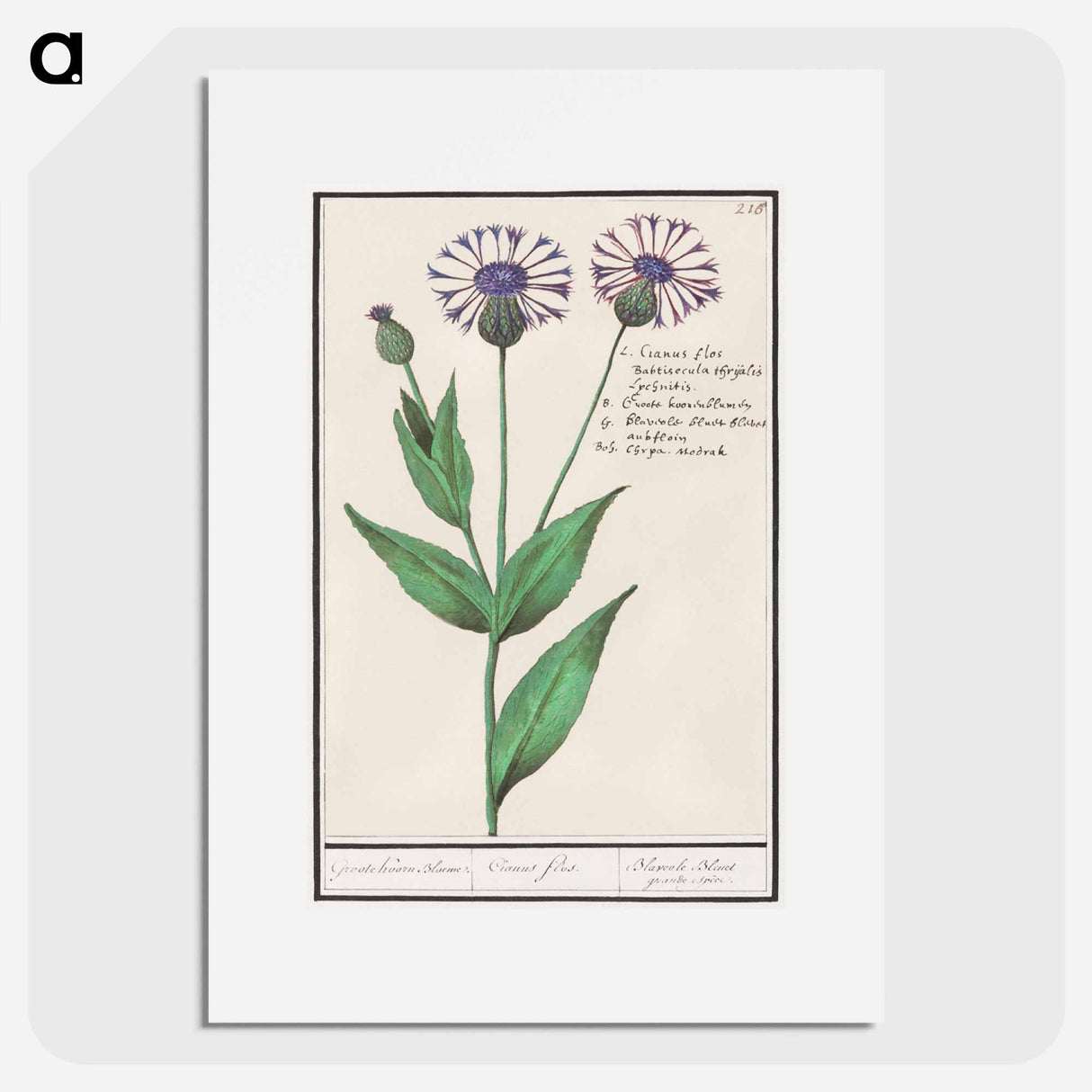 Large centaury, Centaurea scabiosa - アンセルムス ボエティウス デ ブート Poster.