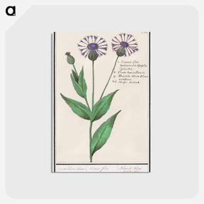 アートポストカード-Large centaury, Centaurea scabiosa - アンセルムス ボエティウス デ ブート Postcard.