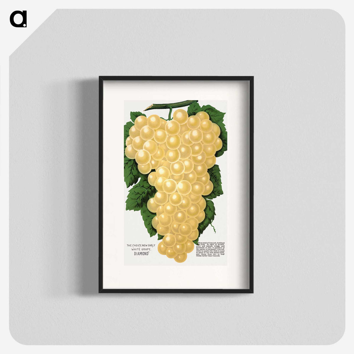 2-15_Botanical-Specimen-Plates_blk