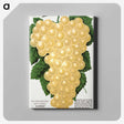 2-15_Botanical-Specimen-Plates_canvas