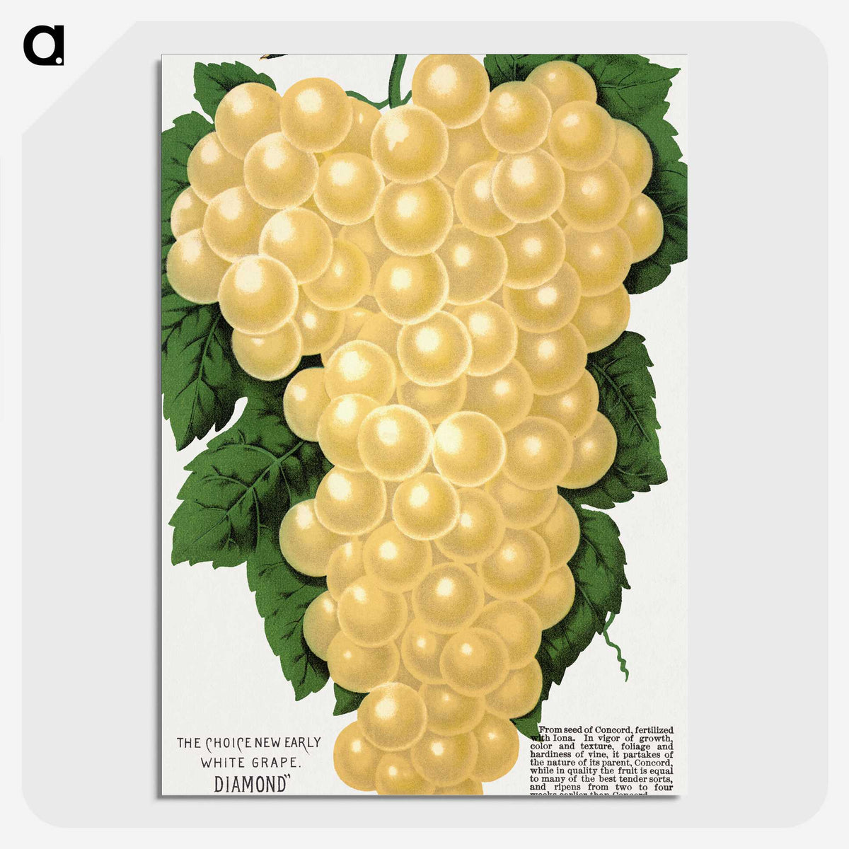 2-15_Botanical-Specimen-Plates_picture-crop