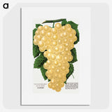 2-15_Botanical-Specimen-Plates_picture