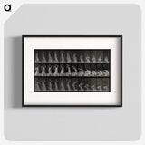 2-15_Eadweard-Muybridge_blk