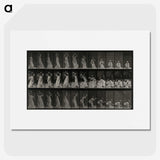 2-15_Eadweard-Muybridge_picture