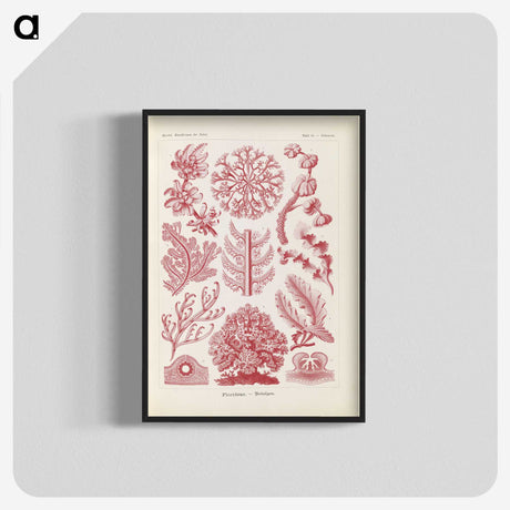 2-15_Ernst-Haeckel_blk-crop