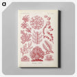 2-15_Ernst-Haeckel_canvas