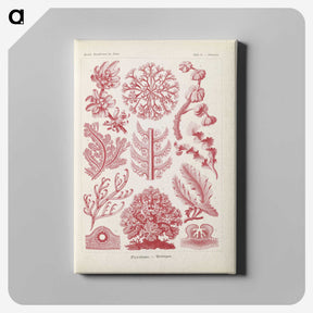 2-15_Ernst-Haeckel_canvas