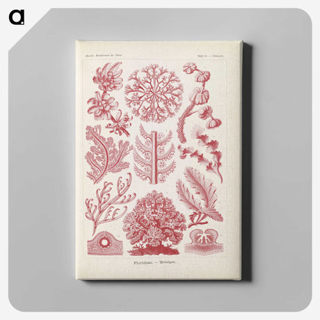 2-15_Ernst-Haeckel_canvas
