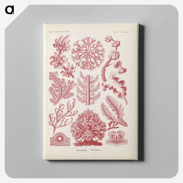 2-15_Ernst-Haeckel_canvas