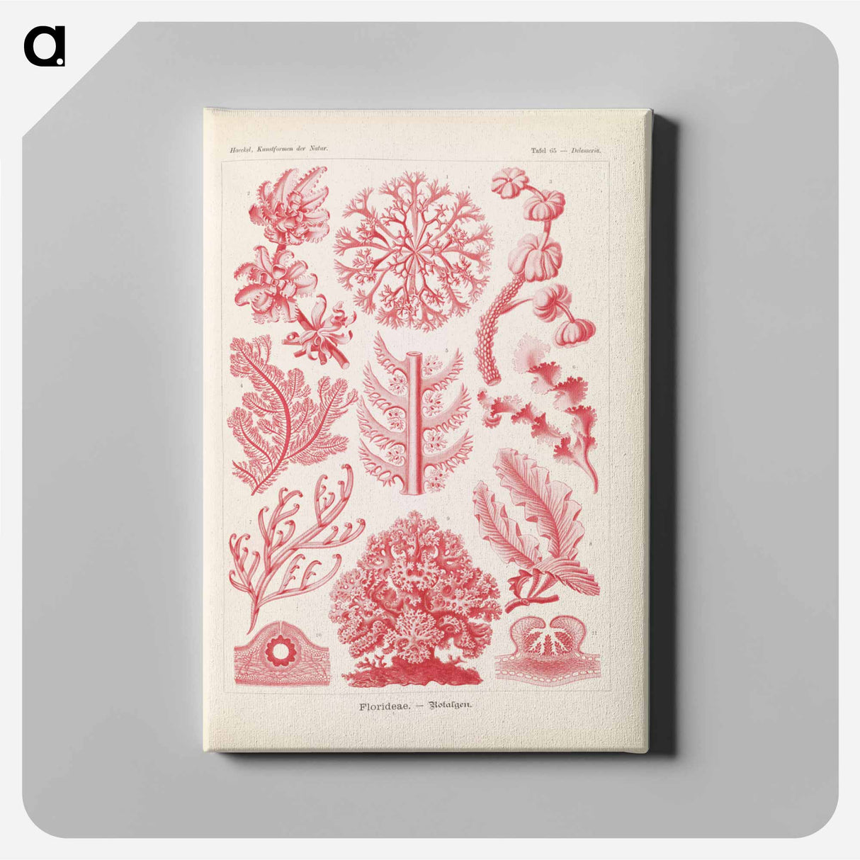 Marine life illustration - エルンスト ヘッケル Canvas.