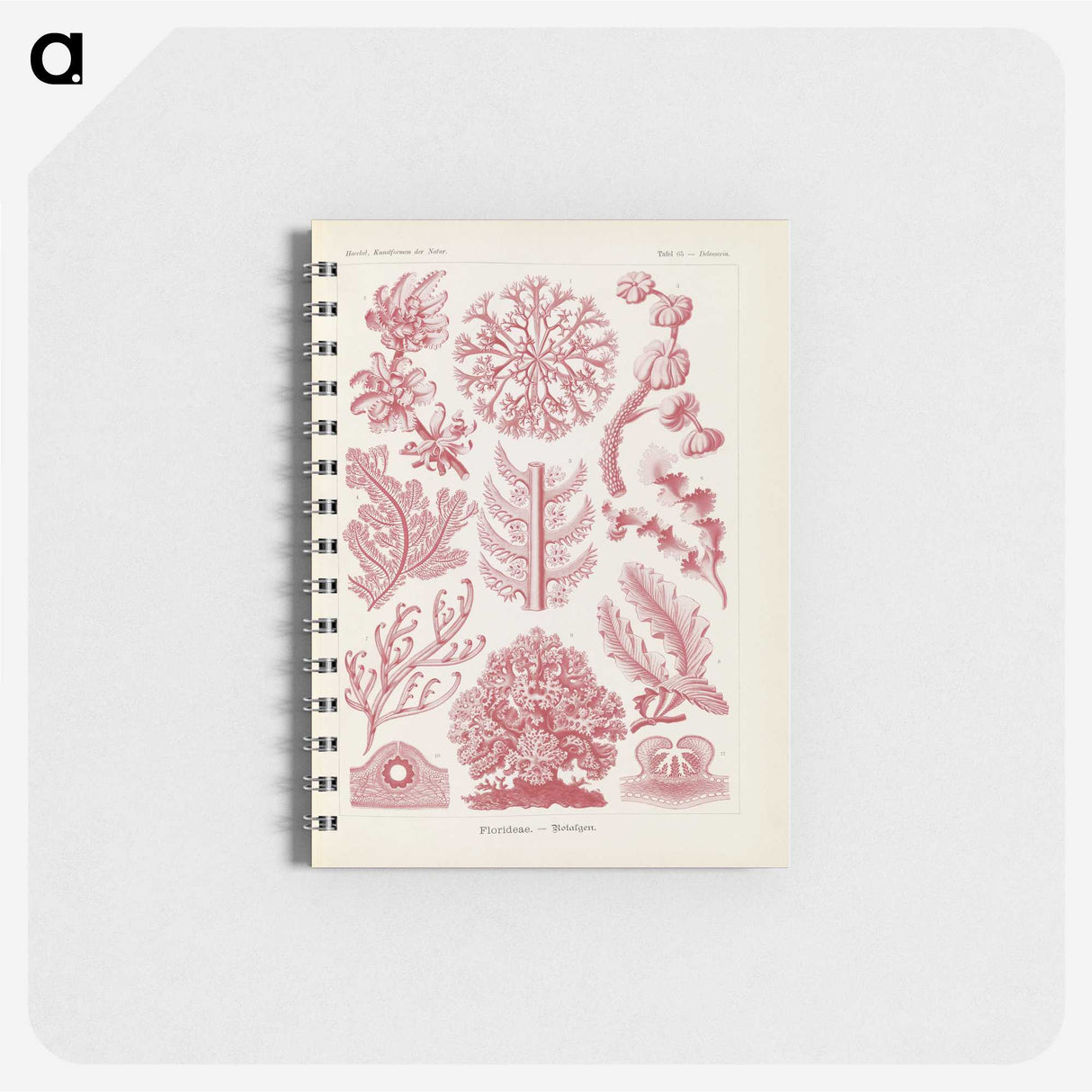 2-15_Ernst-Haeckel_memo