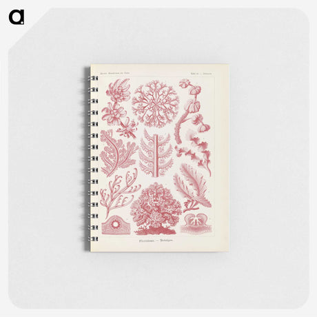 2-15_Ernst-Haeckel_memo