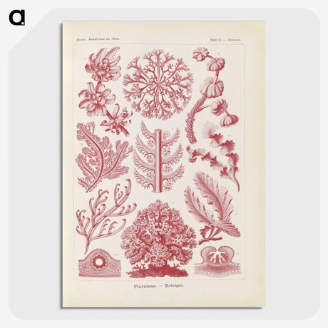 2-15_Ernst-Haeckel_picture-crop