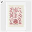 2-15_Ernst-Haeckel_picture