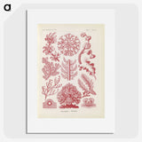 2-15_Ernst-Haeckel_picture