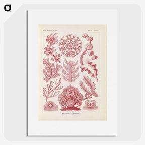 2-15_Ernst-Haeckel_picture
