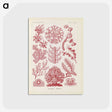 2-15_Ernst-Haeckel_postcard