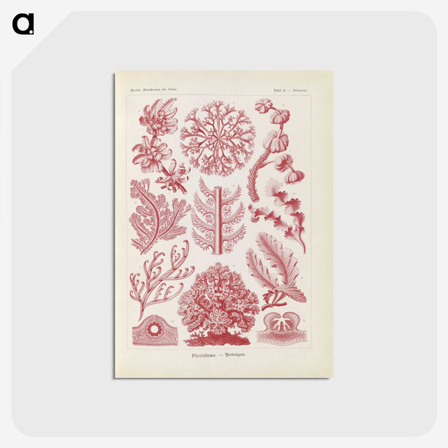 2-15_Ernst-Haeckel_postcard