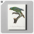 2-15_Francois-Levaillant_canvas