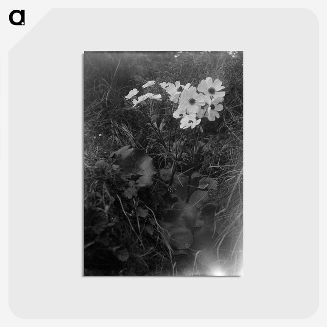 2-15_Frederick-Charles-Brockett_postcard