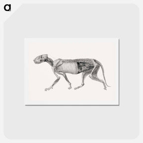 アートポストカード-Tiger Body, Lateral View
 - ジョージ スタッブス Postcard.
