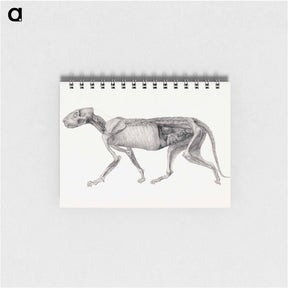 アートメモ帳-Tiger Body, Lateral View
 - ジョージ スタッブス Memo.