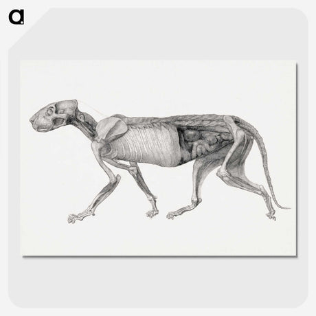 2-15_George-Stubbs_picture-crop