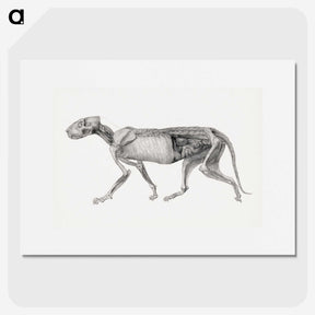 2-15_George-Stubbs_picture