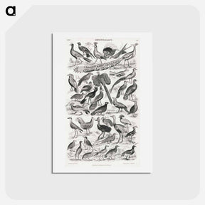 アートポストカード-Ornithology
 - ゴールドスミスの生き生きとした自然 Postcard.