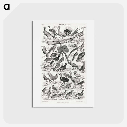 Ornithology
 - ゴールドスミスの生き生きとした自然 Postcard.