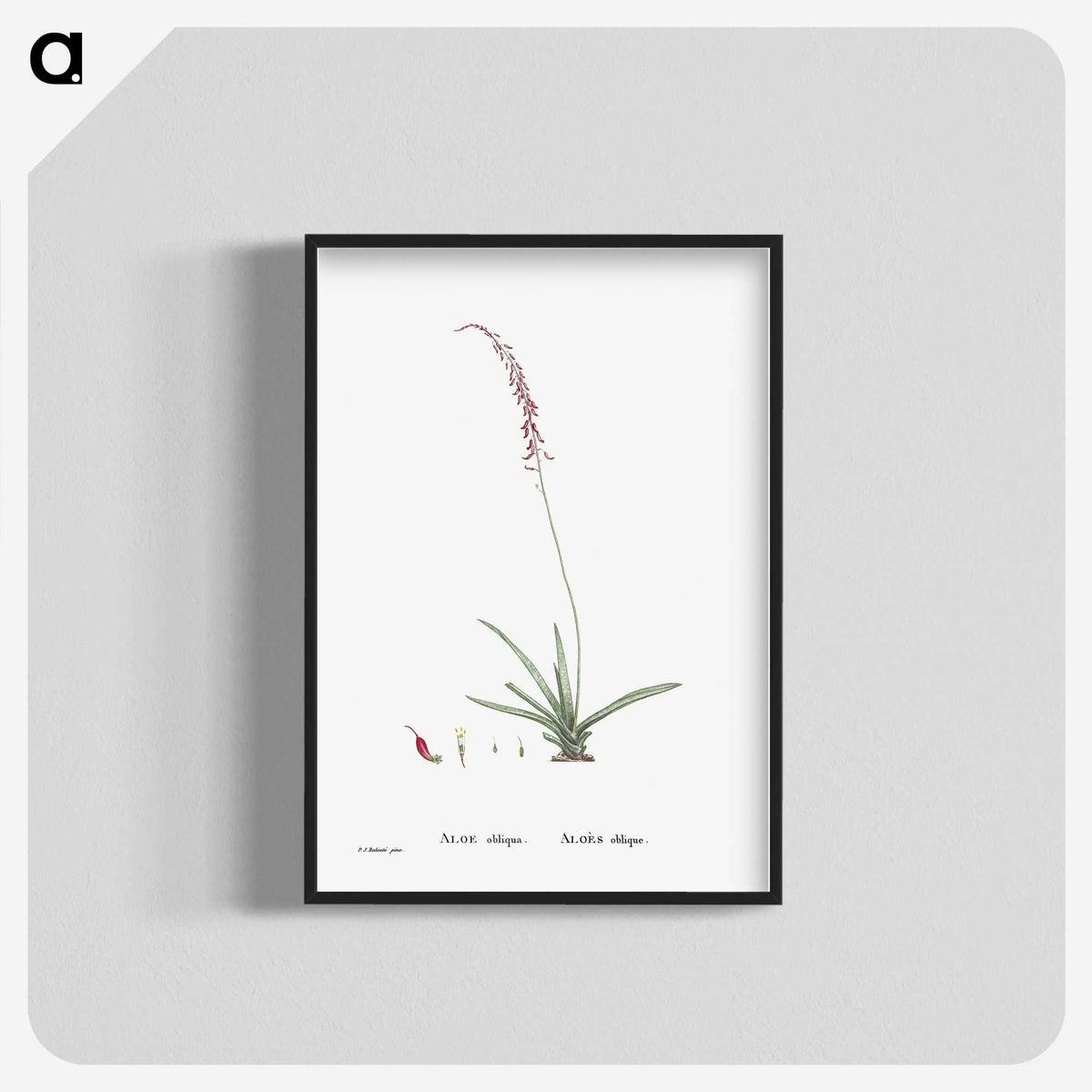 2-15_Histoire-des-Plantes-Grasses_blk-crop