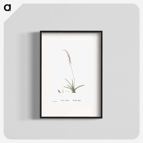 2-15_Histoire-des-Plantes-Grasses_blk