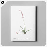 2-15_Histoire-des-Plantes-Grasses_canvas