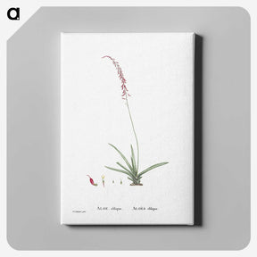 2-15_Histoire-des-Plantes-Grasses_canvas