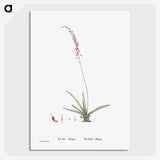 2-15_Histoire-des-Plantes-Grasses_picture-crop