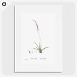 2-15_Histoire-des-Plantes-Grasses_picture