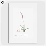 2-15_Histoire-des-Plantes-Grasses_picture