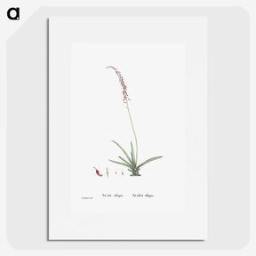 2-15_Histoire-des-Plantes-Grasses_picture