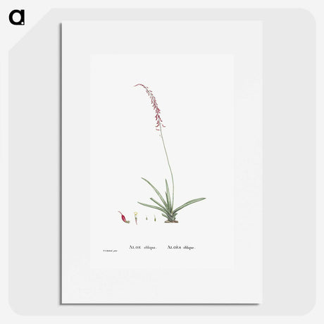 2-15_Histoire-des-Plantes-Grasses_picture