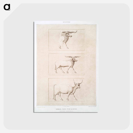 アートポストカード-Sheep & Cattle Breeds
 - エジプト美術史 Postcard.
