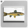 2-15_Ichtyologie-ou-Histoire-naturelle_canvas