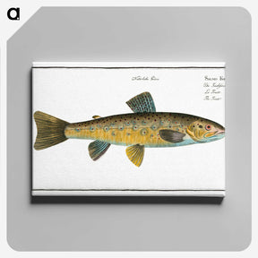 2-15_Ichtyologie-ou-Histoire-naturelle_canvas