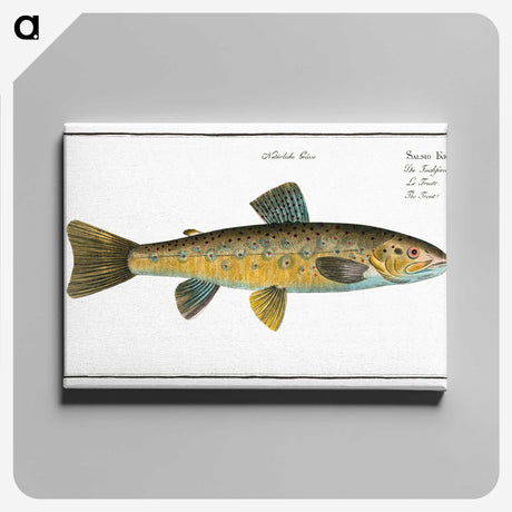 2-15_Ichtyologie-ou-Histoire-naturelle_canvas