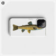 2-15_Ichtyologie-ou-Histoire-naturelle_phone