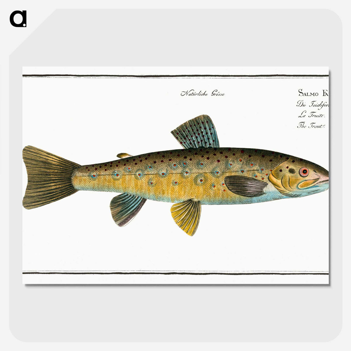 2-15_Ichtyologie-ou-Histoire-naturelle_picture-crop