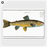 2-15_Ichtyologie-ou-Histoire-naturelle_picture-crop