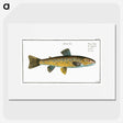 2-15_Ichtyologie-ou-Histoire-naturelle_picture