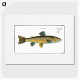 2-15_Ichtyologie-ou-Histoire-naturelle_picture