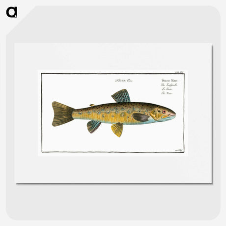 2-15_Ichtyologie-ou-Histoire-naturelle_picture